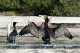 cormorant